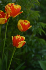 Yellow-red tulips in spring garden on bokeh green background, spring garden flowers, by manual Helios lens.