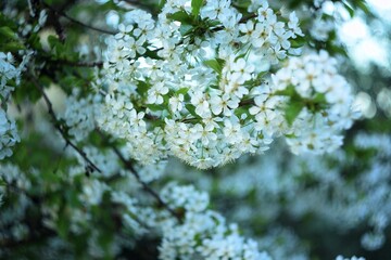 Branches of sweet cherry blooming, spring white flowers background, bokeh, selective focus, by manual Helios lens.