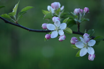Blooming apple tree flowers closeup, apple flowers on bokeh background, apple blossoms, by manual...