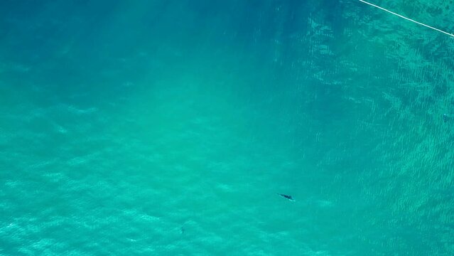 Reef shark black fin in blue turquoise sea Dramatic aerial top view flight drone