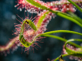 Nahaufnahme der Klebetentakel des Sonnentau