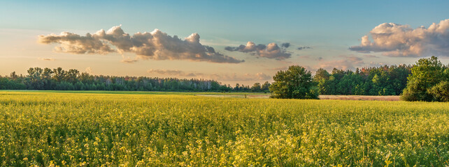 View of a field with growing wildflowers on a summer evening.