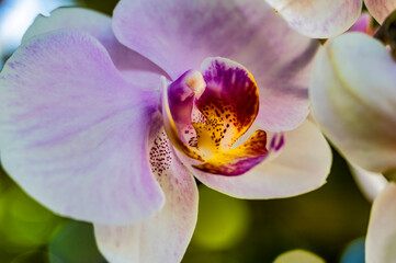 Closeup of Orchid