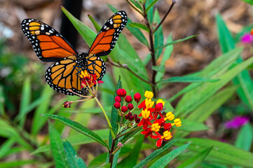 Monarch Butterfly