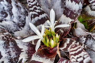 Ground Orchid