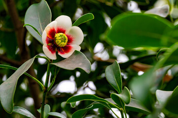 Tree bloom