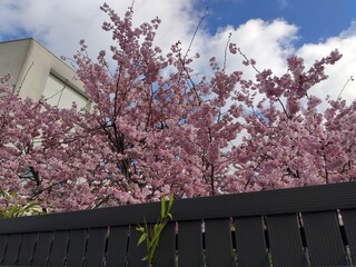 Gros plan de cerisier japonais blanc ou rose, arbuste asiatique, sous un fond de verdure et de ciel...