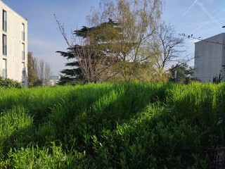 Immense étendue de plaine ou de gazon bien tendue, de la végétation, avec des arbustes hivernales, bel rayonnement de Soleil, jardin urbaine avec lampadaire solaire, façade de maison, dans l'inconnu, 