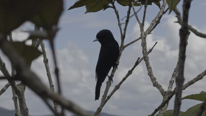 Startled Black Bird Suddenly Leaves its Perch on Tree Branch