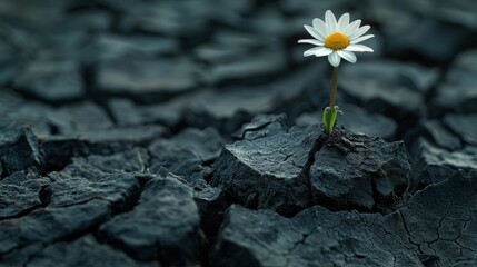 The rebirth of the soul can be symbolized by the daisy flower growing out of dry cracked soil. - obrazy, fototapety, plakaty