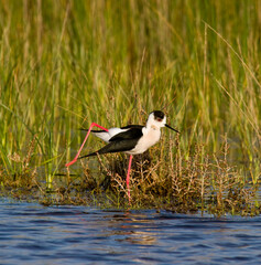 Cavaliere d'Italia Black-winged Stilt (Himantopus himantopus) Stintino, SS, Sardinia, Italy