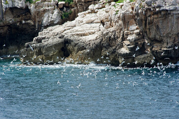 Cala Barca: Isola Piana and herring gulls (Larus cachinnans), Capo Caccia, Alghero, SS, Sardinia,...