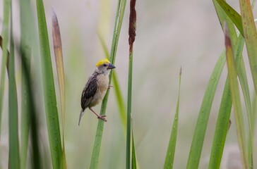 photo of a baya weaver.baya weaver is a weaverbird found across the Indian Subcontinent and Southeast Asia. 