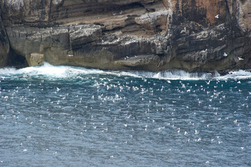 Cala Barca: Isola Piana and herring gulls (Larus cachinnans), Capo Caccia, Alghero, SS, Sardinia,...
