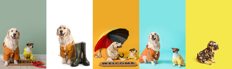 Group of cute dogs in stylish raincoats on color and white backgrounds - obrazy, fototapety, plakaty