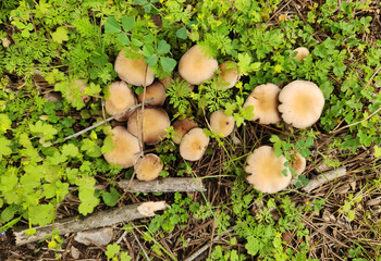 Wild mushrooms grown after soma rainy days in March 