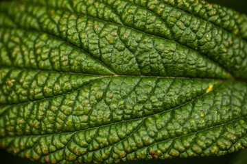 Green leaf with macro texture. Plant on  agricultural field