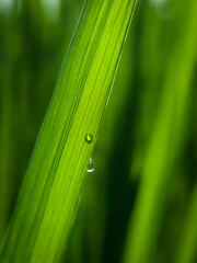 Obraz premium water drops on grass
