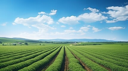 Beautiful spring landscape of agro field on background of blue sky. Copy space, summer green landscape