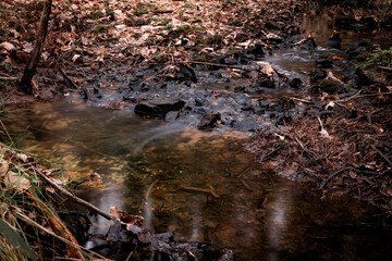 Forest stream. Forest river. Dark forest.