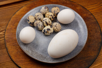 Chicken goose and quail eggs on a gray plate on a wooden stand comparison