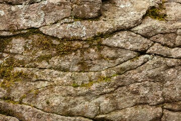 Green moss on forest texture stone