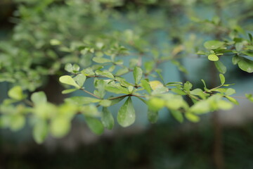close-up of fresh green leaves of Terminalia mantaly or Ketapang Kencana on a tree in a park. not focused  background