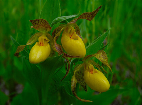 Three bright yellow lady slipper wildflowers on a rich green background. The macro image has sharp detail on the flowers.
