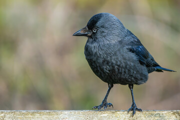 Jackdaw resting on a fence in Richmond park