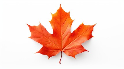 A single red/orange maple leaf on a white background.