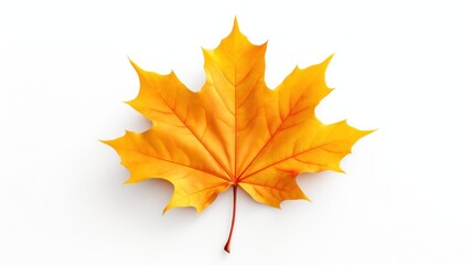 A single orange and red maple leaf lies on a white surface.