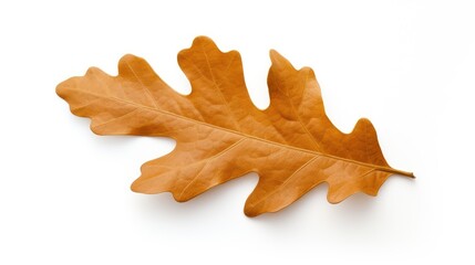 A brown autumn oak leaf lies on a white surface. - obrazy, fototapety, plakaty