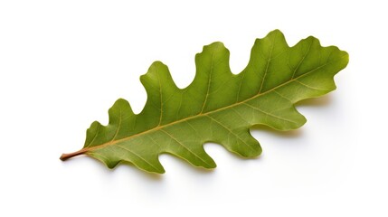 A green oak leaf with brown edges and veins on a white background.