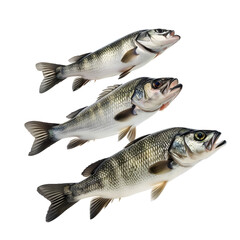 Obraz premium Three Fish Standing in Mid-Air Isolated on a Transparent Background. AI.