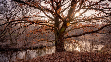 Autumn oak by the river.