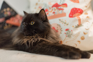 A relaxed black cat with striking yellow eyes stretches out comfortably against a patterned pillow, exuding calm and contentment