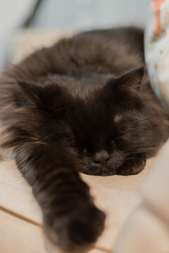 An endearing black kitten caught in the midst of a dreamy nap, with its paws outstretched and fur softly blending into the cozy background