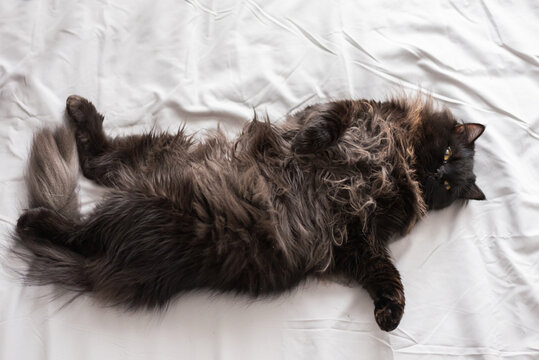 A fluffy black cat enjoys a blissful nap, lying belly-up on a white sheet, with its fuzzy belly exposed and a content look on its face