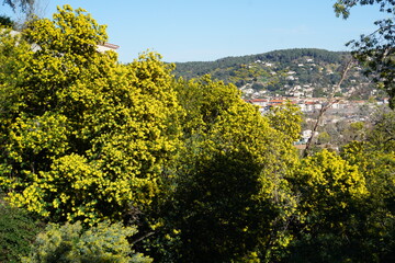 landscape with blooming yellow mimosas flowers in the hills in southern France