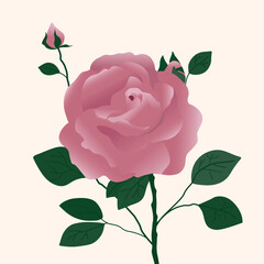 botanic-flower-rose