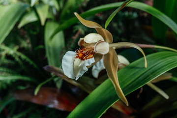 Exotic Orchid with White and Brown Petals