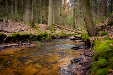 Forest stream. Forest river. Dark forest.