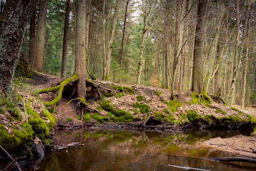 Forest stream. Forest river. Dark forest.