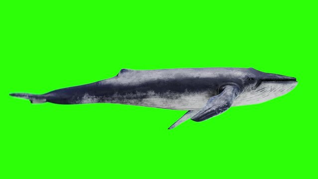 whale flying above the sea. Mystical, fantasy, dream scene, a spirit animal or creative animation for ecology and extinction topics. Cinematic quality. green screen animation 3d render 4k