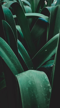 Plantas con luz suabe