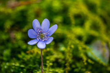 Common hepatica. Beautiful forest flower.