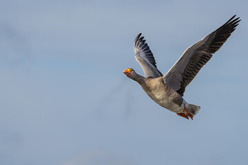 Lone Greyleg goose in flight over Richmond Park