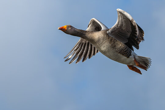 Lone Greyleg goose in flight over Richmond Park