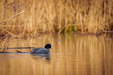 Coot swimming in the lake.