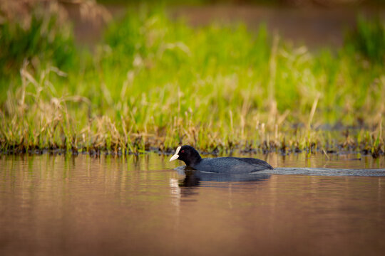 Coot swimming in the lake.